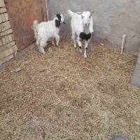 بز جوان آبستن با کره|حیوانات مزرعه|رفسنجان, |دیوار