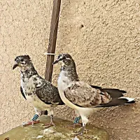 تهرونی پرشی با 6ساعت