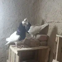 کبوتر