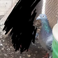 پلاکی ماده پرسفید