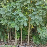 برهان گلی  زرد