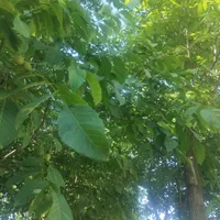 باغبانی و سرایداری