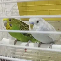 مرغ عشق رینبو فوق مولد با تخم