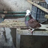 کبوتر|پرنده|املش, |دیوار