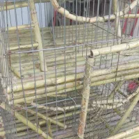 قفس حیوانات|لوازم جانبی حیوانات|صومعه‌سرا, |دیوار