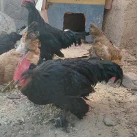 مرغ ویروس محلی ومرندی|حیوانات مزرعه|نیشابور, راه آهن|دیوار