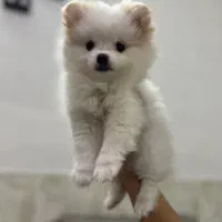 سگ پامر|سگ|آباده, |دیوار