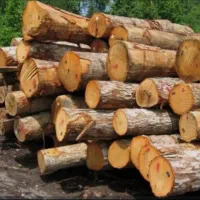 خریدار انواع چوب