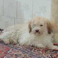 سگ اهلی|سگ|اهواز, ملاشیه|دیوار