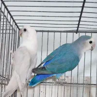 طوطی برزیلی  کوتوله برزیلی