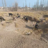 نر بز چاق|حیوانات مزرعه|خنجین, |دیوار