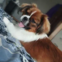 سگ نژاد پیکینیز|سگ|آستارا, |دیوار