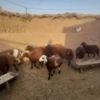 ۱۵ بره ماده قیمت توافقی|حیوانات مزرعه|رشتخوار, |دیوار