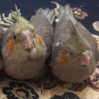 گمشده|حیوانات|قم, زنبیل آباد|دیوار