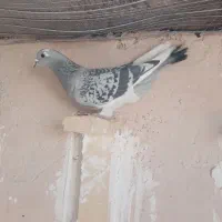 ماده بدرنگ پلنگ با قهوه ای پلنگ|پرنده|زرند, |دیوار