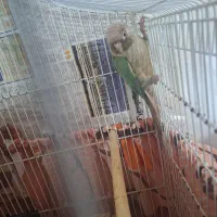 جفت گرینجیک مولد پاین اپل|پرنده|رشت, کوی عرفان|دیوار