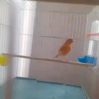 قناری ماده  سوخته دارچینی اماده  و کاملا سلامت|پرنده|تهران, نصرت|دیوار