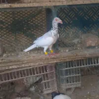 کبوتر رنگی|پرنده|سبزوار, مدرس|دیوار