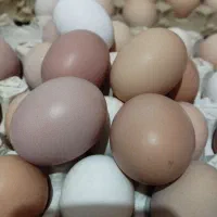 تخم مرغ نطفه دار