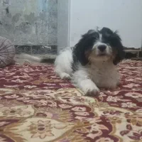 توله نر پاکوتاه|سگ|زابل, |دیوار