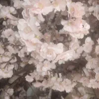 شکوفه سیب ژاپنی قابل شستشو