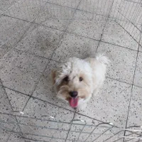 سگ ماده نژاد پودل عروسکی