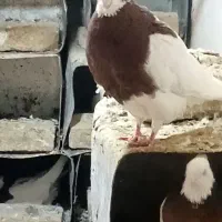 تعدادی کفتر طوقی فروشی|پرنده|سبزوار, شهرک ابوذر|دیوار