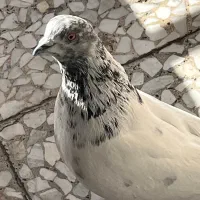 کبوتر نر جوان|پرنده|تهران, توحید|دیوار