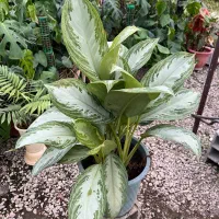 فروش فوری تمام گلهای گلخانه|گل و گیاه طبیعی|عباسآباد, |دیوار