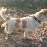 واگذاری نر آلابای|سگ|اردبیل, |دیوار