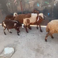 5عدد بره یک نر 4تا ماده 75میلیون 5تا
