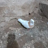 کبوتر طوقی|پرنده|ساوه, |دیوار