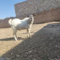 نر بز سانن|حیوانات مزرعه|تربت‌حیدریه, پائین ولایت|دیوار