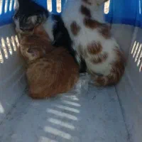 واگذاری پچه گربه