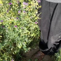 بذریونجه امریکایی