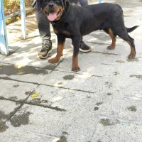 فروش سگ اصیل در مجموعه مجوزدار ایران