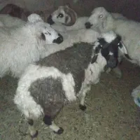یک عدد میش دوقلو زا