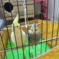 عروسهلندی جفت با قفس و وسایل وتخفیف