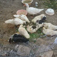 جوجه اردک و اردک مادر