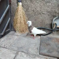 کبوتر طوقی