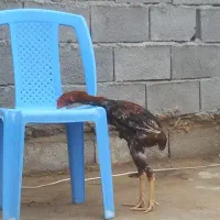 خروس لاری|پرنده|دشت ذهاب, |دیوار