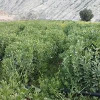 باقله خشک بذرهیستال پرثمر زودپز(عکسا همه دیده بشه)|خوردنی و آشامیدنی|دهدشت, |دیوار