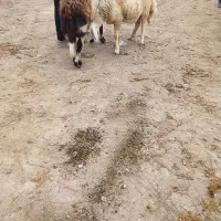 قوچ وبره قوچ|حیوانات مزرعه|آق قلا, |دیوار