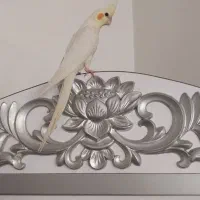 عروس هلندی نر|پرنده|شاهرود, |دیوار