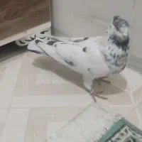 نرجوزی کاکلی درشت وپرشتی|پرنده|بروجرد, |دیوار