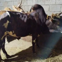 کل محلی ناز خوش رنگ