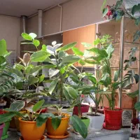 گل و گیاه طبیعی