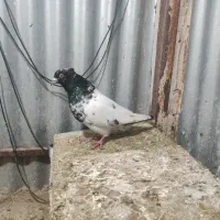 کفتر|حیوانات|مشهد, نیزه|دیوار