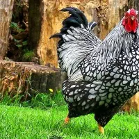 مرغ و خروس ویاندوت|حیوانات مزرعه|تهران, آبشار|دیوار
