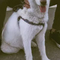 یک عدد هاسکی  به فروش میرسد